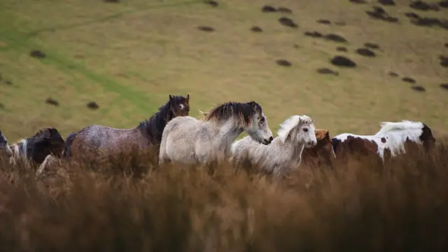 Fardeen daggalaa biyya Weels