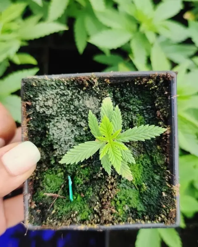baby cannabis