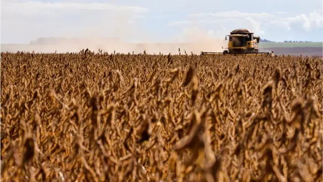 مزارع عظیم کشت سویا در آمریکای جنوبی زیستگاه‌ها و گونه‌های گیاهی بومی را می‌بلعد