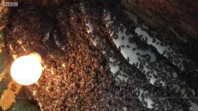 Shinnida ayaa meel kasta ka mushaaxda gurigiisa