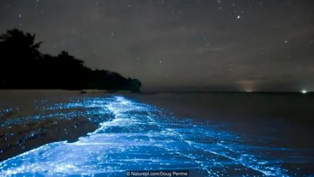 डाइनोफ्लैगलेट्स