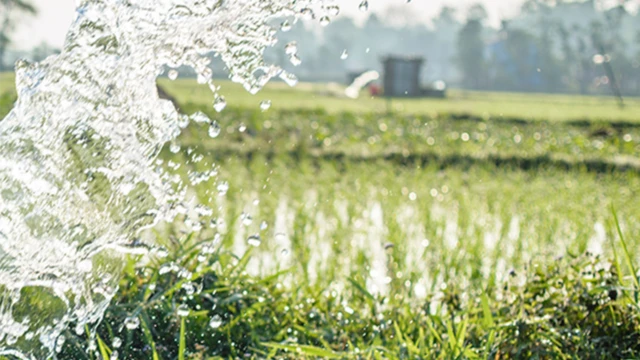 يستهلك ري الأرز نحو 70 في المئة من إجمالي المياه المستخدمة للأغراض الزراعية