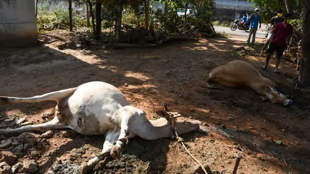 મૃત્યુ પામેલા પશુઓ