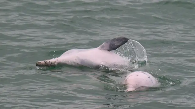 Рожеві дельфіни завжди радують туристів, чого не можна сказати про рибалок