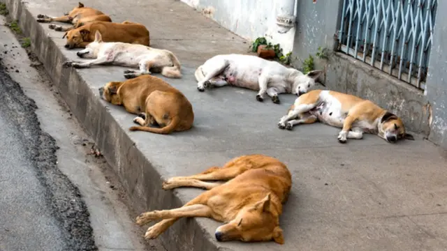தெரு நாய்கள் - கோப்புப் படம்