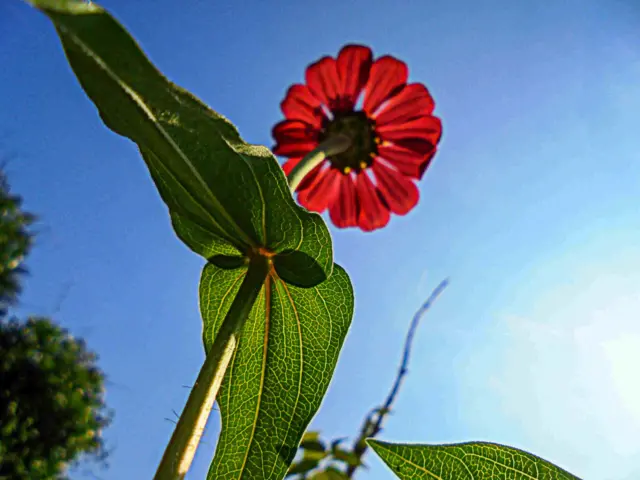 ஸ்ரீராம், தைவான்
