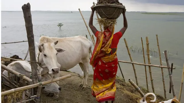 সারা বছর গরু লালন পালন করেও এবার লাভ তুলতে পারবেন কিনা, তা নিয়ে সংশয়ে আছেন প্রান্তিক খামারিরা।