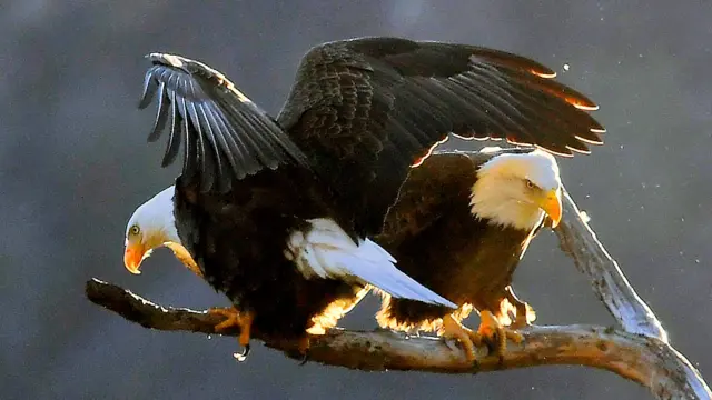 Duas águias-americanas