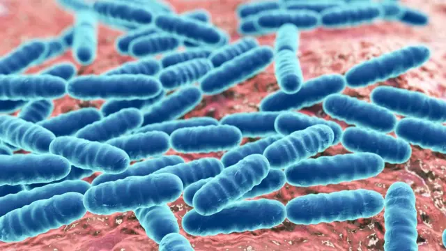 Lactobacillus