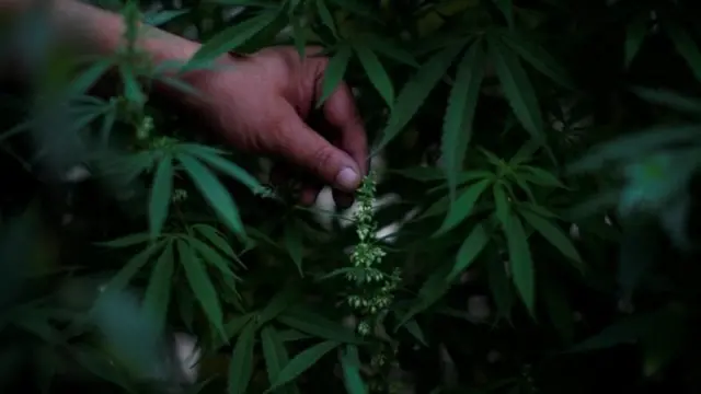 ગાંજાની પ્રતીકાત્મક તસવીર