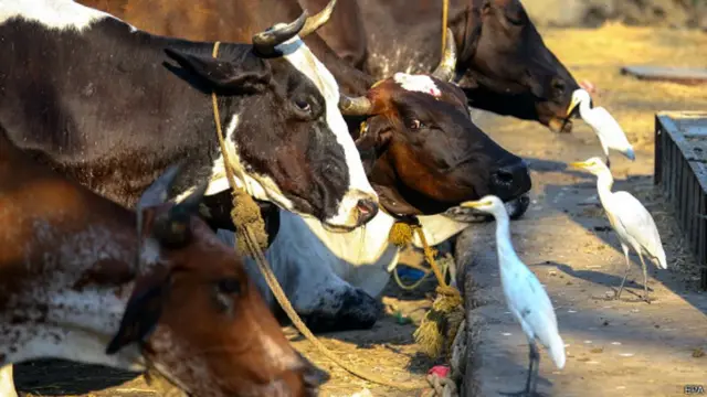 ભારતમાં ગૌહત્યા સંવેદનશીલ રાજકીય મુદ્દો