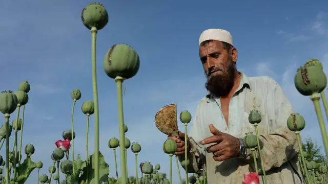 আফম চাষী।