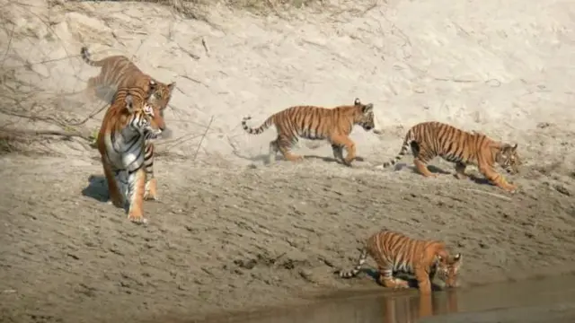 ภาพถ่ายจากกล้องดักเสือ อุทยานแห่งชาติบาร์เดีย ประเทศเนปาล