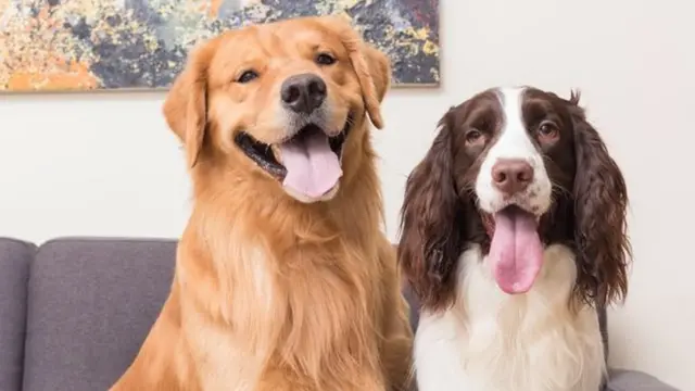 Miguel y Matías, perros del youtuber Alejandro Quiceno