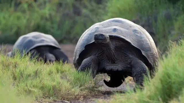 加拉帕戈斯巨龜