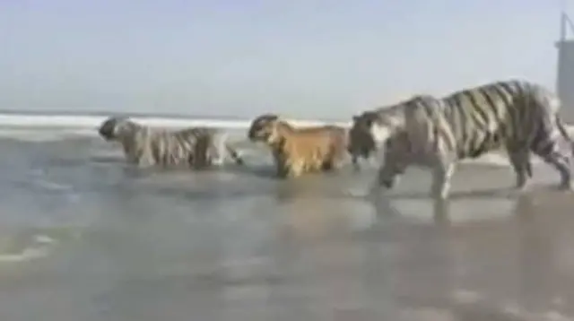 اخیرا ویدئویی منتشر شد که در آن پنج ببر در ساحلی در دوبی دیده می‌شوند