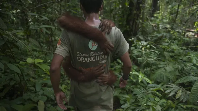 เจ้าหน้าที่อนุรักษ์สัตว์ป่าในอินโดนีเซีย