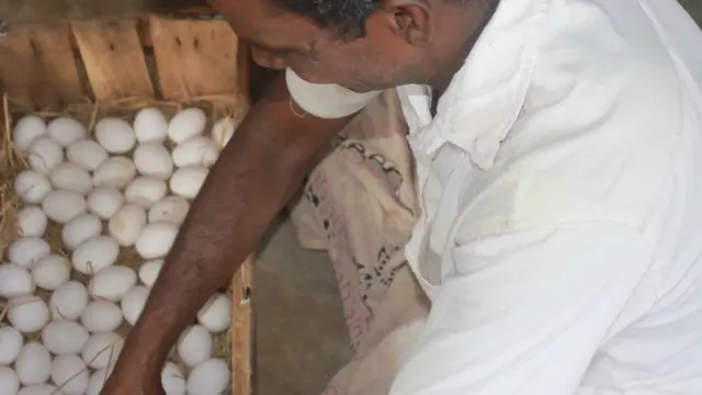 கோழி முட்டை