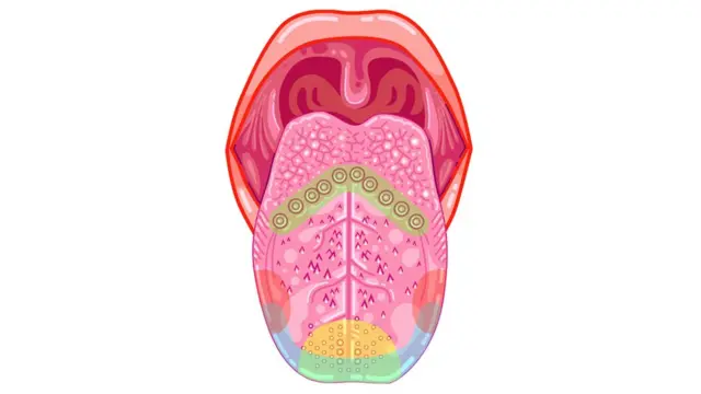 Схема смакових рецепторів
