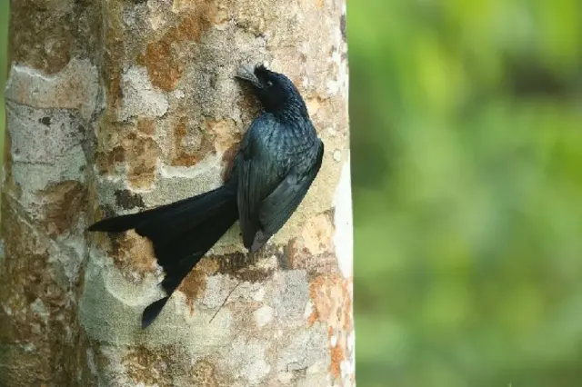 කොණ්ඩ කවුඩා