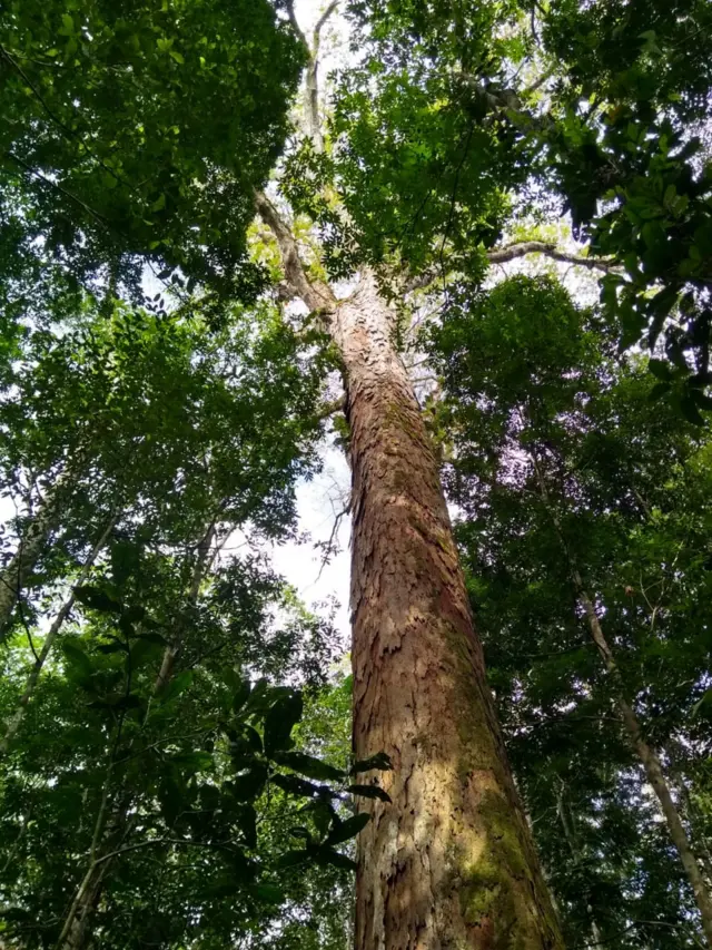 Árvore gigante da Amazônia encontrada no Pará