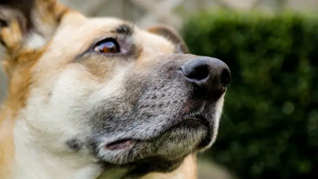 कुत्रा, श्वान, लैंगिक हिंसा, बलात्कार, पुणे