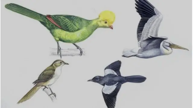 Akaakuu simbirroota Boorana, Oromiyaa keessatti qofa argaman