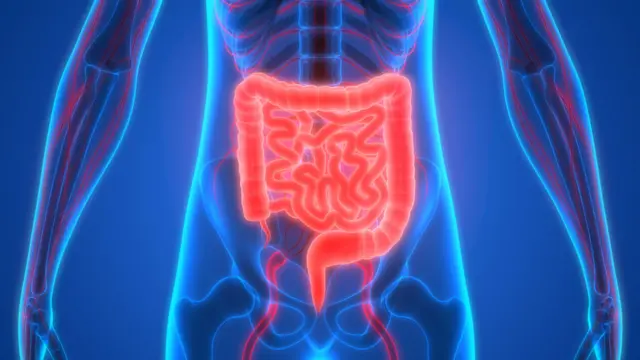 Intestino delgado y grueso