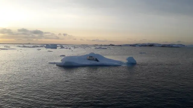 Гость станции - морской леопард на льдине