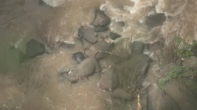 Imagens dos elefantes na cachoeira