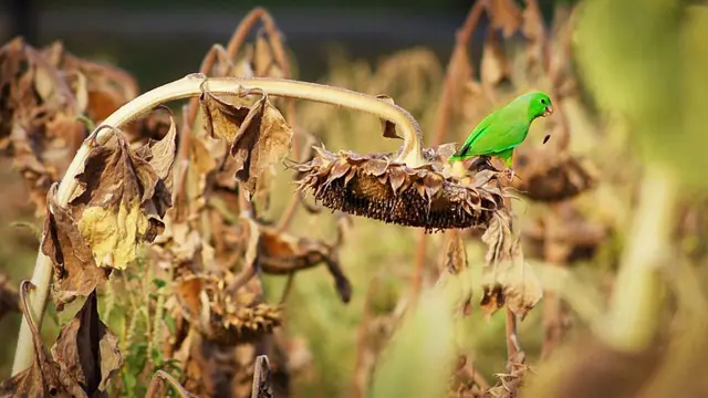Periquito posado comiendo semillas de una flor de girasol