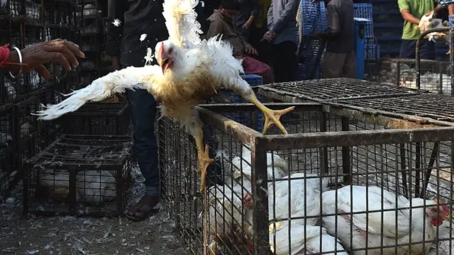 मुर्गों का पिंजड़ा