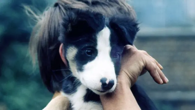 Anjing border collie