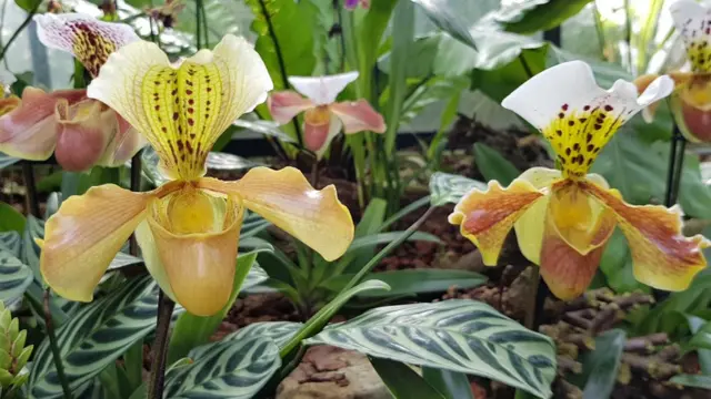 กล้วยไม้