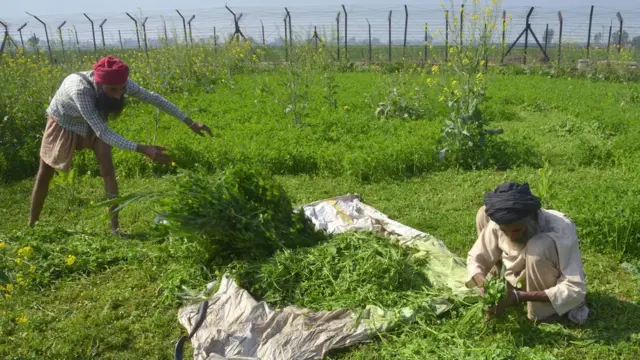 পাকিস্তানের সীমান্তের কাছে ক্ষেতে কাজ করছেন ভারতীয় কৃষক।