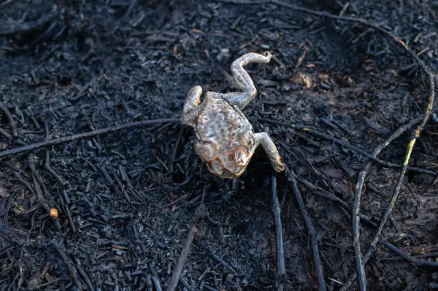 Sapo tenta escapar durante combate aos incêndios