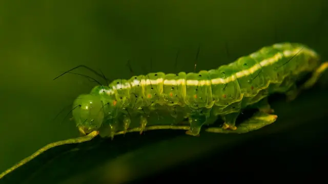 Макронасекомые