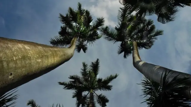 বজ্রপাত ঠেকাতে উঁচু তালগাছকে খুবই কার্যকর বলে বিবেচনা করা হচ্ছে