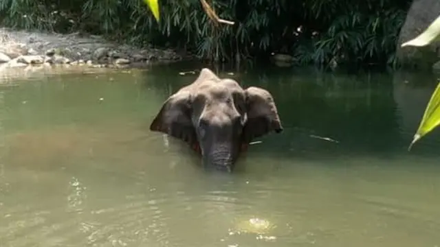 மிகுந்த வலியில் இருந்த அந்த யானை, அது உயிருடன் இருந்த கடைசி மூன்று நாட்களில், வெள்ளையாறு நதியை விட்டு வெளியே வரவில்லை