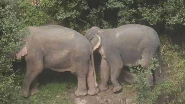 ช้างป่า