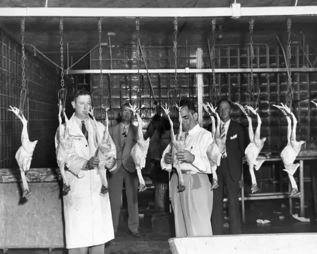 Varios pollos cuelgan de una cuerda mientras son inspeccionados en el Chicken of Tomorrow Contest