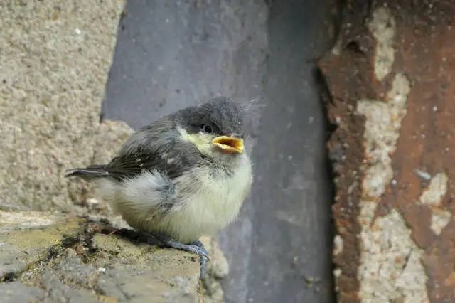 चिड़िया