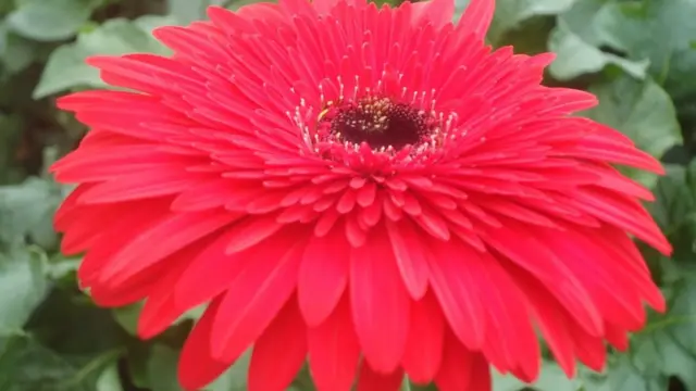 फूल