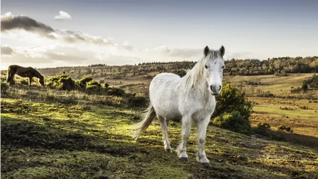 Пони в Новом лесу