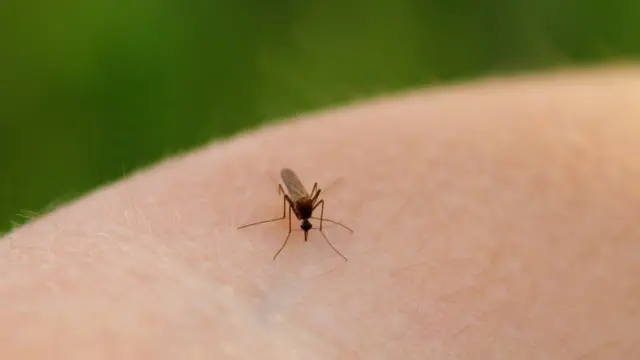 Mosquito Culex