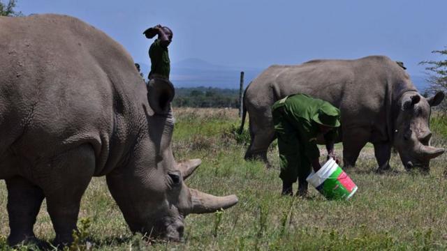 保育专家如何帮助世上最后两只雌性北方白犀牛繁殖- BBC News 中文