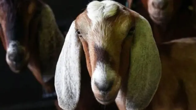 बकरी