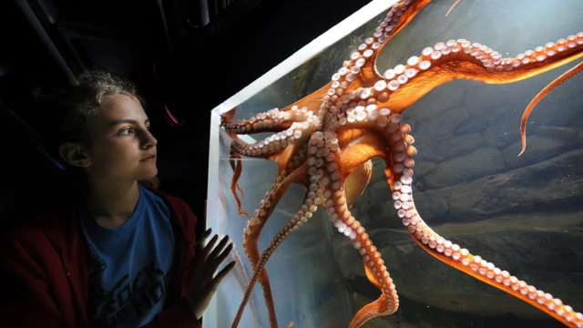 รูปสาวดูหมึกเกาะตู้