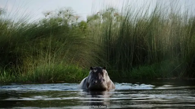 अफ्रीका