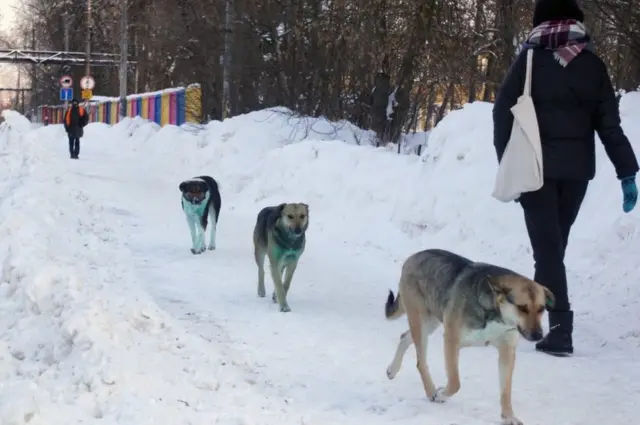 Dogs with green fur, Podolsk, 18 Feb 21